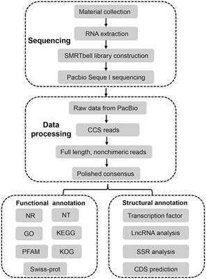 Full-length transcriptome analysis of the bloom-forming dinoflagellate Akashiwo sanguinea by single-molecule real-time sequencing